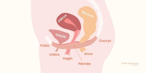 Illustration du périnée féminin